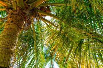 Beach summer vacation holidays background with coconut palm trees and hanging palm tree leaves