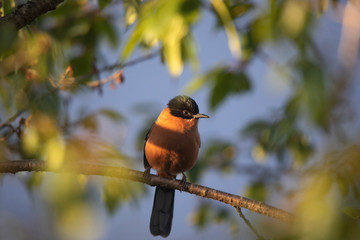 Rufous Sibia, Heterophasia capistrata, Okre, Sikkim, India
