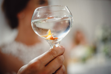 The groom holds a glass in which two goldfish. Wedding traditions, contests.