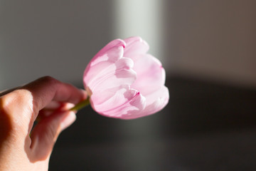 Hand holds rose tulip