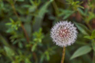 mature dandelion against the background of green