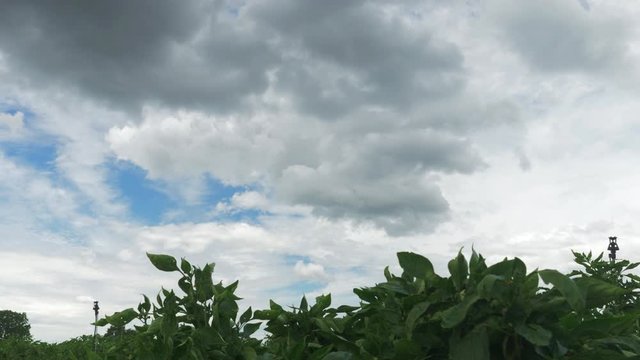 Moving time lapse of storm clouds rolling in over bean plants in a field (4K).