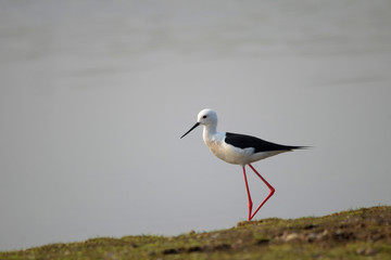 Black-winged Stilt, Himantopus himantopus, Bhigwan, Maharashtra, India