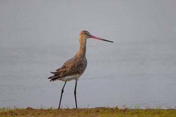 Spotted redshank, Tringa erythropus, Near Lake, Bhigwan, Maharashtra, India