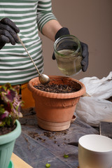 Gardener girl watering soil in flower pot with a spoon where the seeds are planted. Home potted greenery and flowers care concept. Close up vertical shot.
