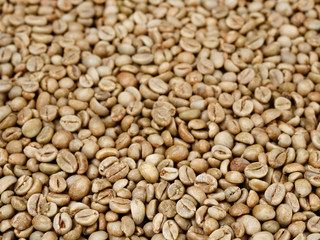 raw not roasted coffee beans from africa on a dark background