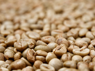 raw not roasted coffee beans from africa on a dark background