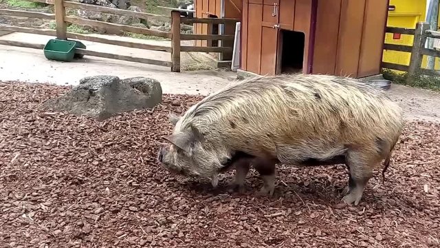 New Zealand Kunekune pig, the Maori name for this species of pig, means fat and round