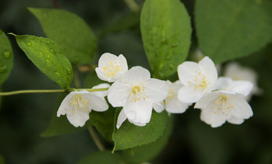 Obraz na płótnie Canvas white flower of jasmine