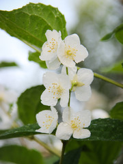 white flower of jasmine