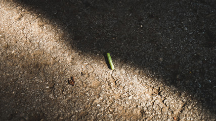 green caterpillar comes into the light