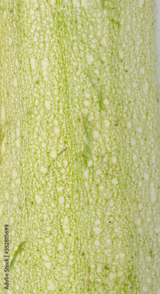 Wall mural Texture of green vegetable marrow