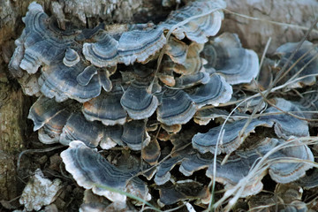 mushroom on the tree