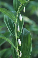 lily of the valley