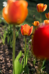 Fresh beautiful yellow, orange, red and other colors tulip flowers. Many tulips on the flower bed in the garden. Tulip season. Tulip blooming in garden. Selective soft focus. Floral spring background