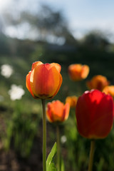 Obraz premium Fresh beautiful yellow, orange, red and other colors tulip flowers. Many tulips on the flower bed in the garden. Tulip season. Tulip blooming in garden. Selective soft focus. Floral spring background