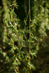 Green Bushes, Green Leaves, Green Background, close up of plant under sunshine. Spring summer branch with fresh green leaves, gardening. 