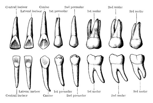 รูปภาพIncisor – เลือกดูภาพถ่ายสต็อก เวกเตอร์ และวิดีโอ11,306 | Adobe Stock