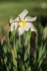 Narcissus flowers bed. White yellow double daffodil flowers narcissi daffodils in garden, outdoor, close up, soft focus. Narcissus also known as daffodil and jonquil. Spring flowers.