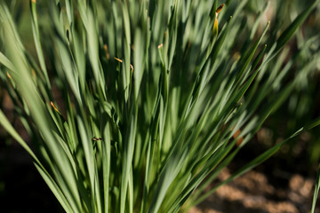Green Bushes, Green Leaves, Green Background, close up of plant under sunshine. Spring summer branch with fresh green leaves, gardening. 