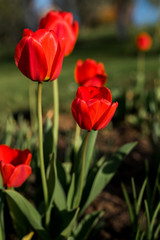 Fresh beautiful yellow, orange, red and other colors tulip flowers. Many tulips on the flower bed in the garden. Tulip season. Tulip blooming in garden. Selective soft focus. Floral spring background