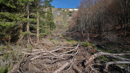 Fallen trees in avalanche area, Velky Kotel, Jeseniky mountains,Czech Republic