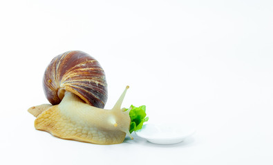 Funny Achatina snail is eating green cabbage on a white plate, view from the left. on white...
