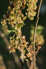 Blooming currants, several flowers on a branch. Flowering bush of red currant with green leaves in the garden. Green flowers in the garden. Unripe green berries of a currant close-up.