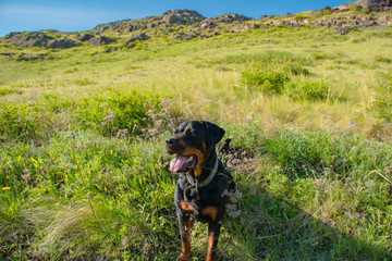 dog in the grass