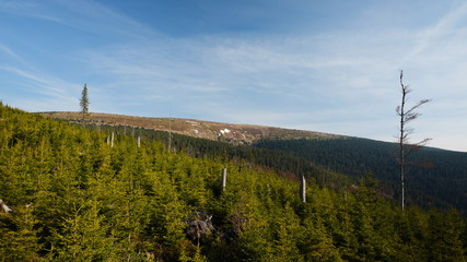 Mountain ridge, with forest in the foreground, Jeseniky, Czech Republic