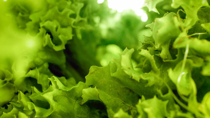 Macro photo of fresh lettuce salad leaves. Background for healthy food and GMO free products.Diet nutrition and fresh vegetables