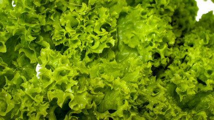 Macro photo of fresh green salad leaves. Background for healthy food and GMO free products.Diet nutrition and fresh vegetables