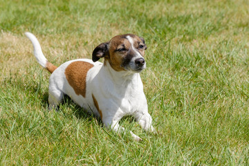 Cute odler brown and white Jack Russell Terrier posing in a field
