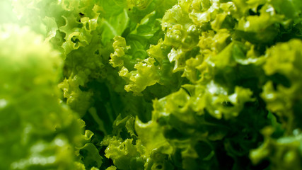 Closeup image of sun shining on fresh green lettuce leave growing in garden. Background for healthy food and GMO free products.Diet nutrition and fresh vegetables