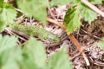 Little green lizard holds the tail of brown lizard mating game