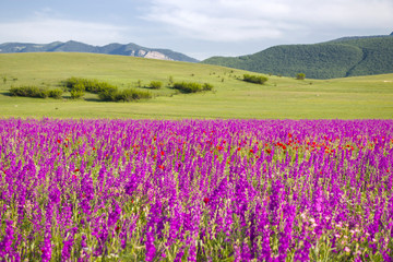 Naklejka premium landscape of the valley