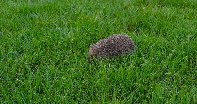 Side view. A little cute gray wild hedgehog running along the green grass on a warm evening and sniffing the air in search of food, moving his nose. Tracking shot 4k slow motion 50 fps