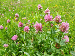 Red flower clovers on green leaf background