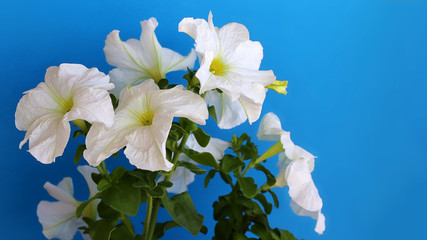 Petunia, closeup of petunia flowers, white petunia on a blue background. horizontal shape. Copy space