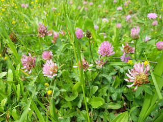 Red flower clovers on green leaf background