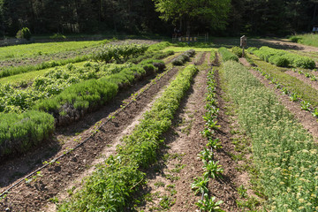 Fototapeta na wymiar orto coltivazione verdure erbe 