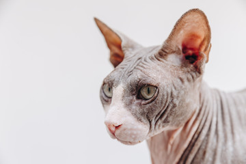 sphynx close face