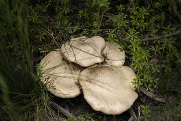 mushrooms on the tree