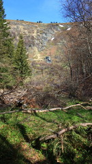 Fallen trees in avalanche area, Velky Kotel, Jeseniky mountains,Czech Republic