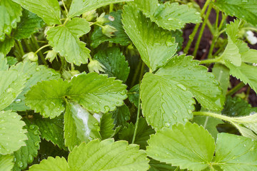 green strawberry leaves with drops of water from the rain