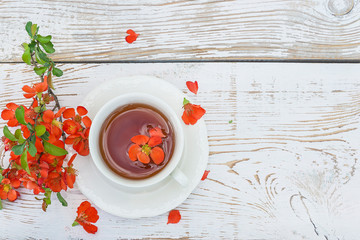 White cup of tea and twig with chaenomeles japonica blossom on white paint wooden background. Space...