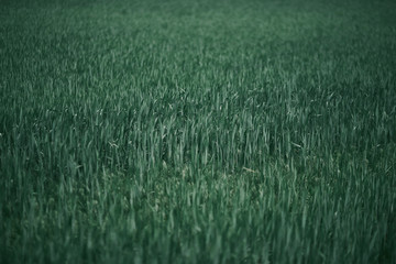 Close up of green field grass. Dark green grass background
