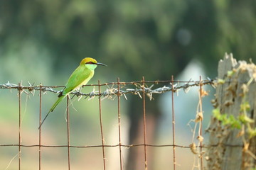 a green bee eater perching on steel net at garden safety