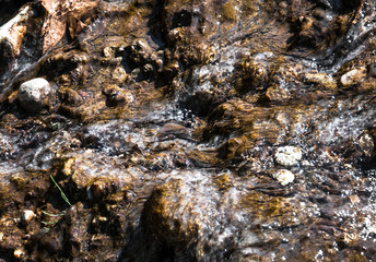 stones and algae under the water surface