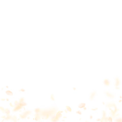 Yellow orange flower petals falling down. Astonish